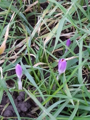 Crocus tommasinianus