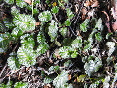 Rubus geoides
