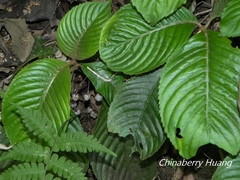 Rhynchotechum formosanum