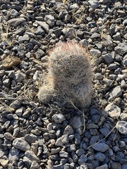 Escobaria chlorantha