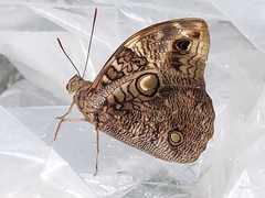 Opsiphanes