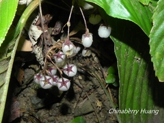 Rhynchotechum formosanum