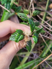 Lepidaploa borinquensis