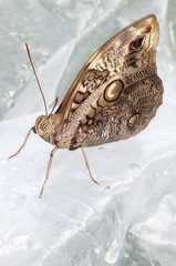 Opsiphanes