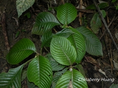 Rhynchotechum formosanum