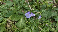 Mazus fauriei