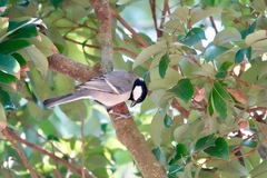 Parus minor commixtus