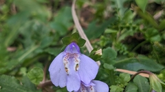 Mazus fauriei
