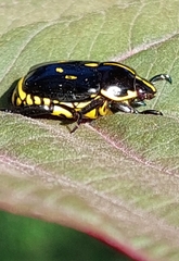 Rutela lineola