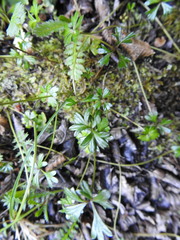 Ranunculus fuegianus