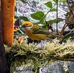 Tangara icterocephala