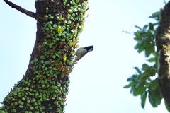 Parus minor commixtus
