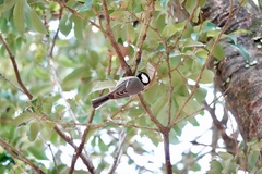 Parus minor commixtus
