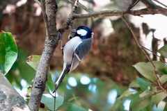 Parus minor commixtus