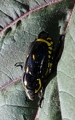 Rutela lineola