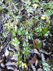 Ranunculus fuegianus