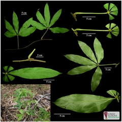 Dioscorea pentaphylla