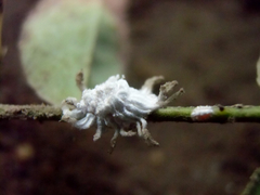 Coccoidea