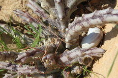 Cuscuta planiflora