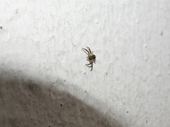 Misumenoides athleticus