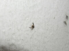 Misumenoides athleticus