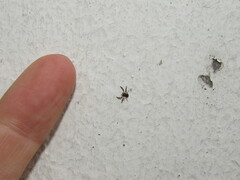 Misumenoides athleticus