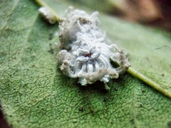 Coccoidea