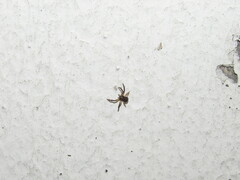 Misumenoides athleticus