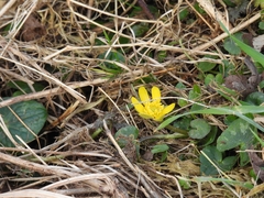 Ficaria verna