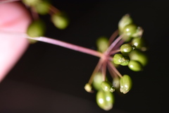 Changium smyrnioides