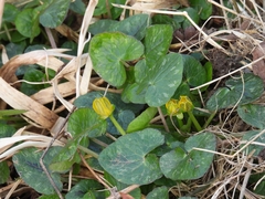 Ficaria verna