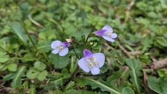 Mazus fauriei