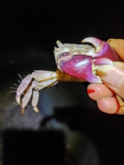 Metopograpsus quadridentatus
