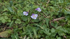 Mazus fauriei