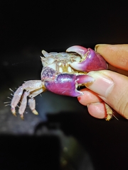 Metopograpsus quadridentatus