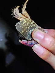 Metopograpsus quadridentatus