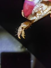 Metopograpsus quadridentatus