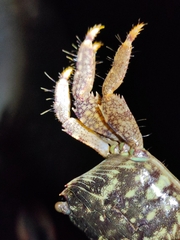 Metopograpsus quadridentatus
