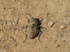 Somaticus