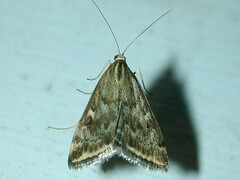 Loxostege munroealis