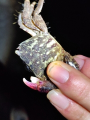 Metopograpsus quadridentatus