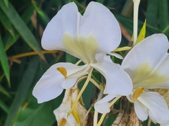 Hedychium