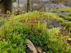 Ptychostomum capillare