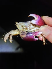 Metopograpsus quadridentatus