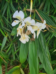 Hedychium