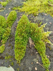 Ptychostomum capillare