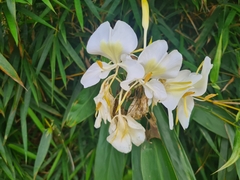 Hedychium