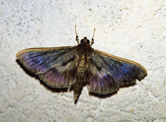 Phostria