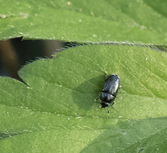 Brassicogethes aeneus