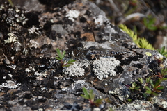 Aeshna interrupta lineata